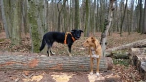 Wald- und Wiesen Agility