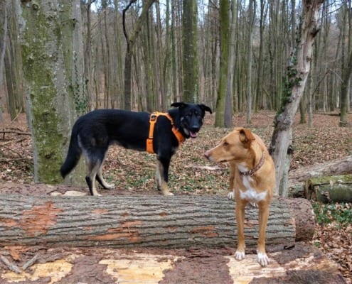 Wald- und Wiesen Agility