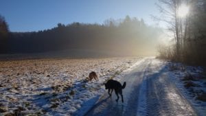 Spaziergang mit Hunden Feldbach