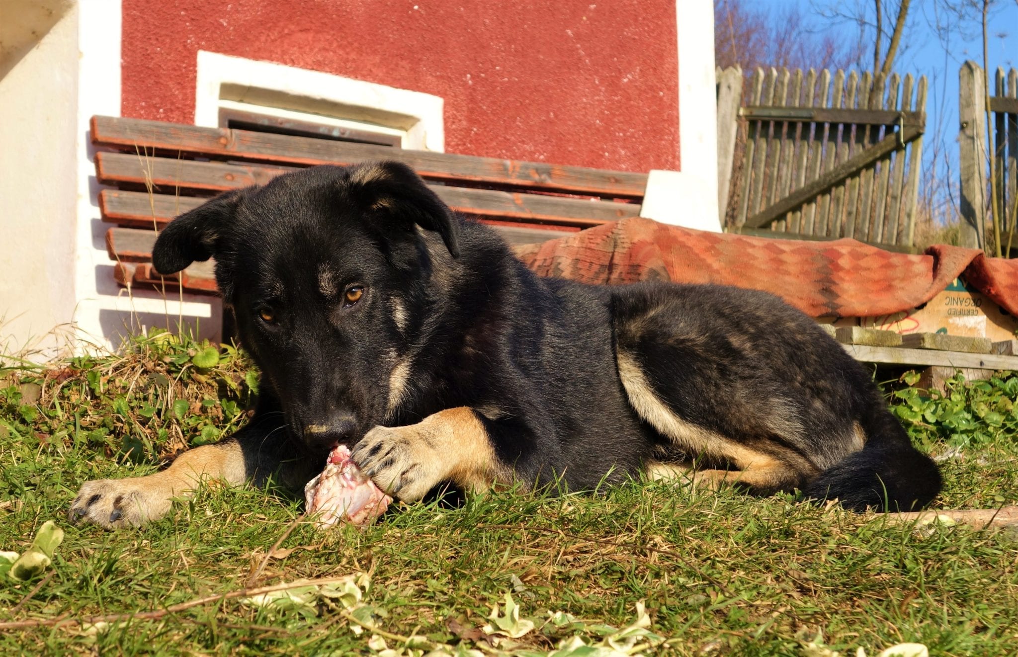 Hund Ernährung