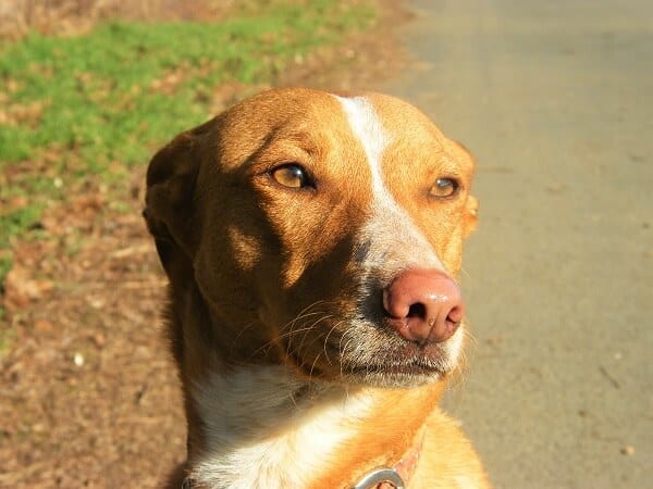 Hundeschule Willenskraft. Viola in Graz