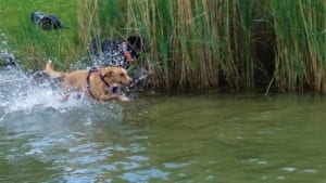 Hund im Wasser