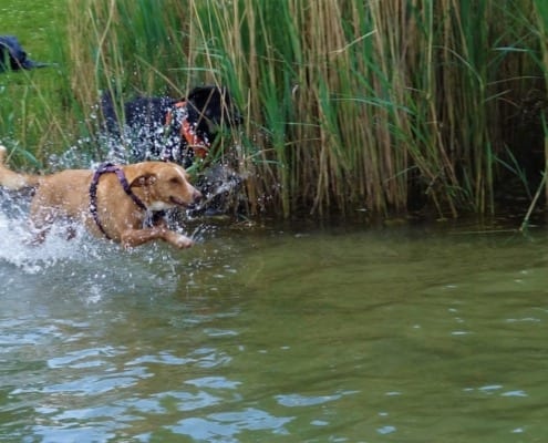 Hund im Wasser