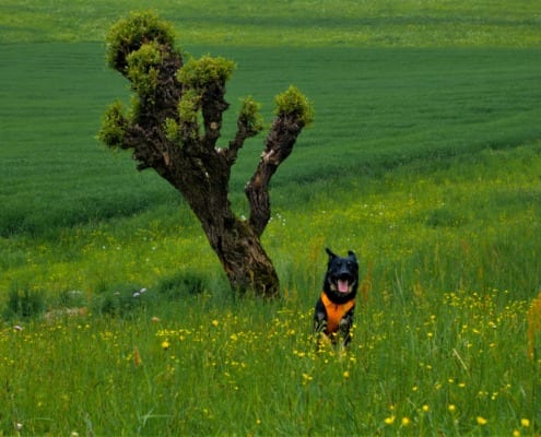 Kahli der Schäferhund in der Natur