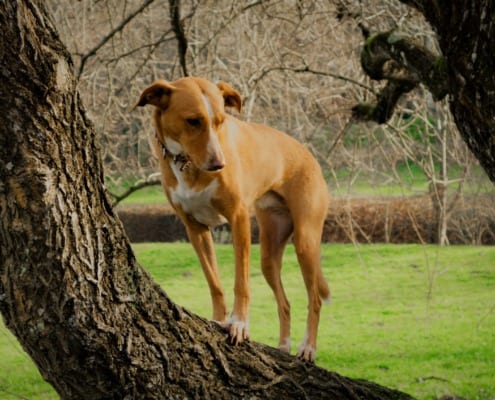 Wald Wiesen Agility