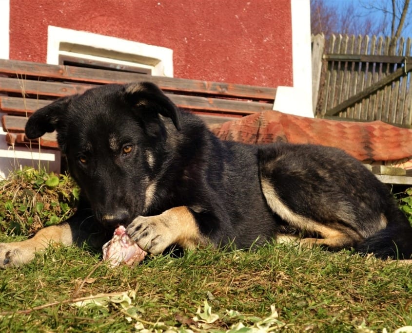 Die Körpersprache des Hundes Willenskraft Hundeschule