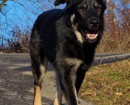 Schäferhund Kahli