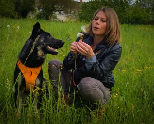 Schäferhund und Hundetrainerin in der Wiese. Harmonische Mensch-Hund Beziehung