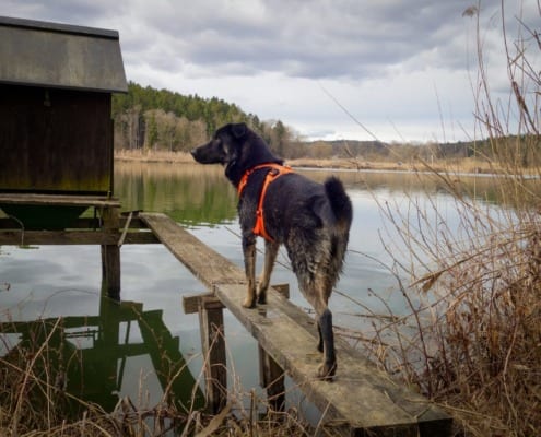 Wald und Wiesen Agility