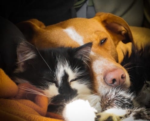 Hund kuschelt mit einer Katze