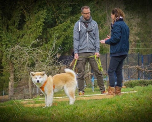 Hundeschule Graz, Gleisdorf Einzeltraining Hundetrainerin