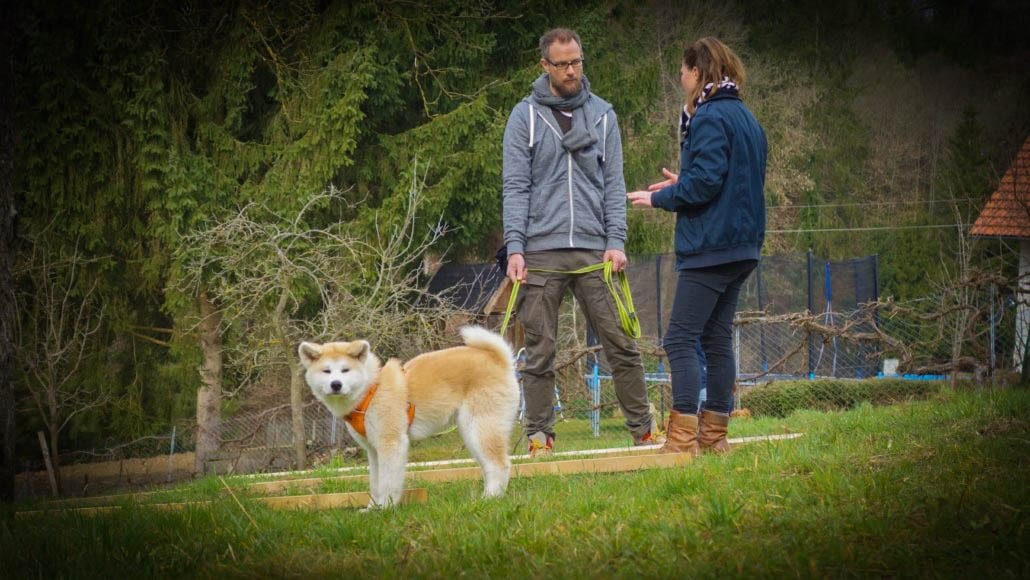 Training im Grünen – Hundeschule Willenskraft
