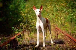 Hundeschule Willenskraft Graz