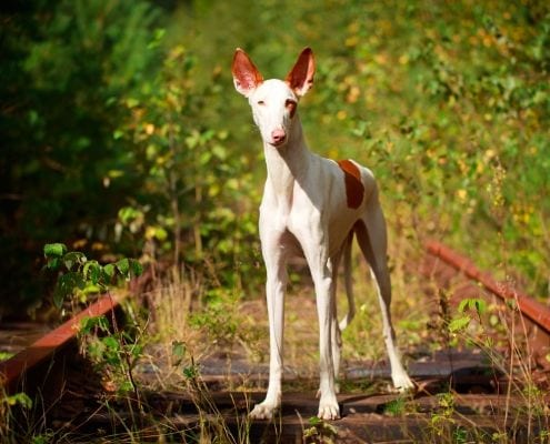 Hundeschule Willenskraft Graz