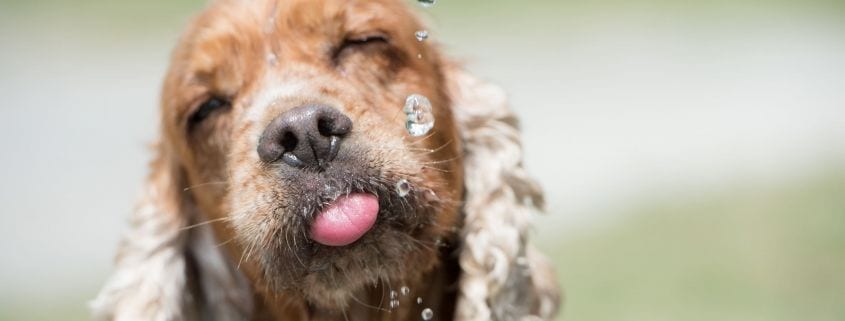 Der Hund und das Wasser