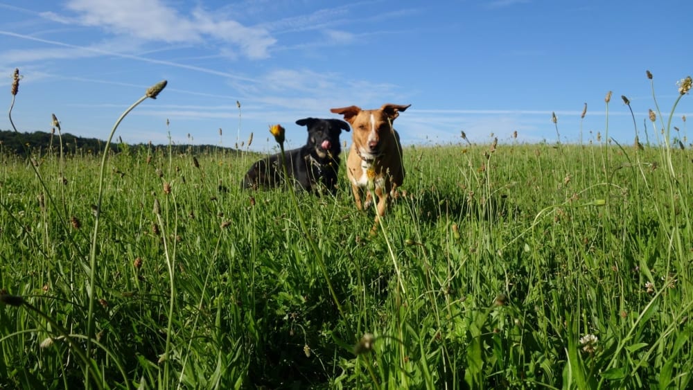 Hund sitzt aufmerksam in der Sommerwiese – Hundeschule Willenskraft in der Steiermark