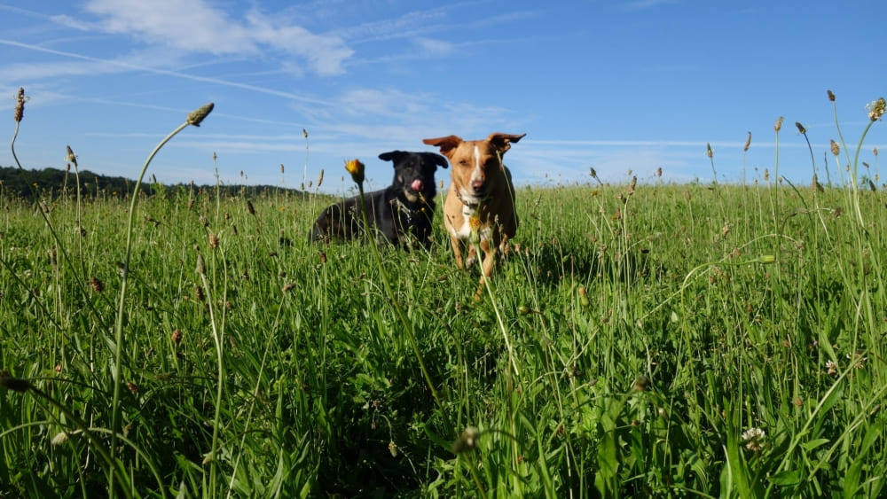 Hund übt am Podest auf der Trainingswiese – positives Hundetraining in Graz-Umgebung