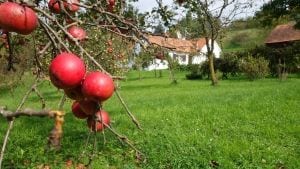 Hofstunde Hundeschule Willenskraft