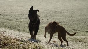 Khali und Viola im Spiel