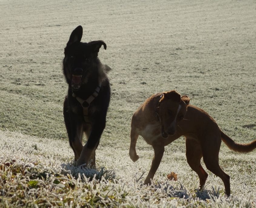 Khali und Viola im Spiel