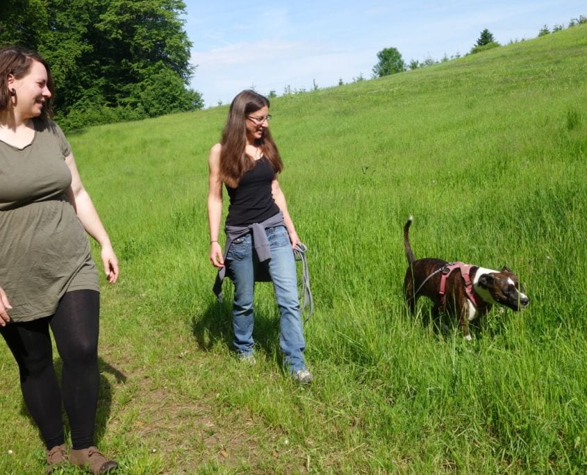 Praxis-Phase Hundetrainerinnen Ausbildung