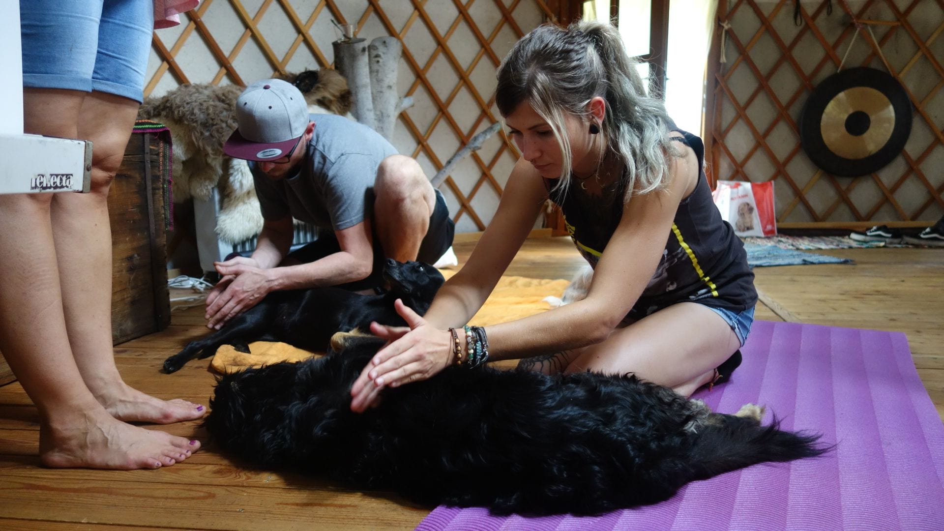 Hundetraining im Freien – Hundeschule Willenskraft