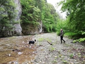 Hundetrainer Ausbildung