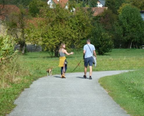 Hundetraining in Graz für Junghunde