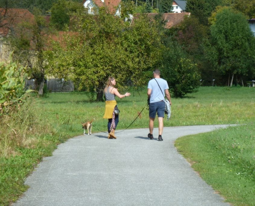 Hundetraining in Graz für Junghunde