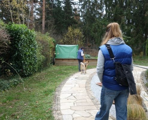 Deine online Hundeschule