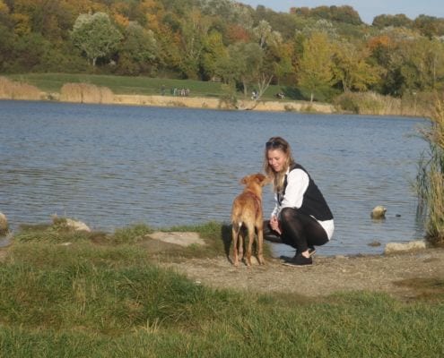 Hundetrainer und Hundeschule Willenskraft