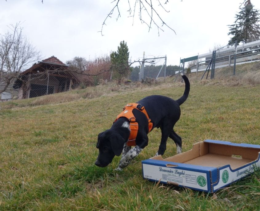 Nasenarbeit im Hundetraining: Hund mit Geschirr sucht Futter in einer Kartonbox