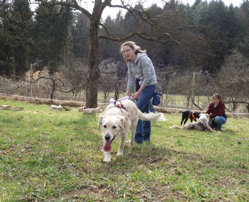 Gruppentraining auf der Waldwiese – Hundeschule Willenskraft Graz und Umgebung