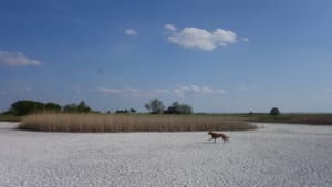 Neusiedlersee