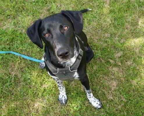 Entspannter Hund liegt gelassen im Gras – Ruhetraining mit positiver Verstärkung