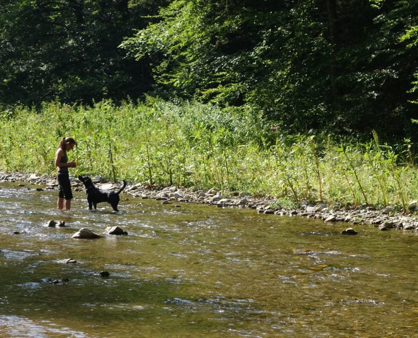 Hund watet durch einen Bach – Umwelttraining mit Spaß bei der Hundeschule Graz