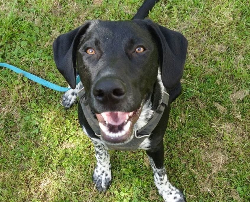 Rüde Jamie von Hundetrainerin Martha Höhr