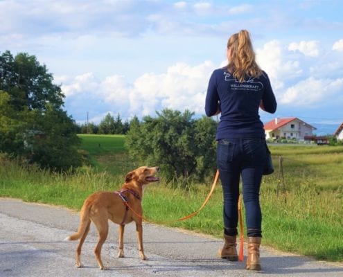 Die Beste online Hundeschule mit Erfahrung