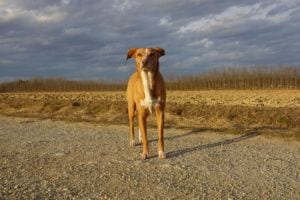 Philosophie der Hundeschule Willenskraft