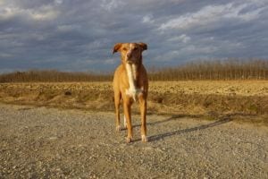 Philosophie der Hundeschule Willenskraft