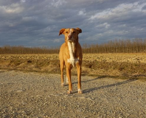 Philosophie der Hundeschule Willenskraft