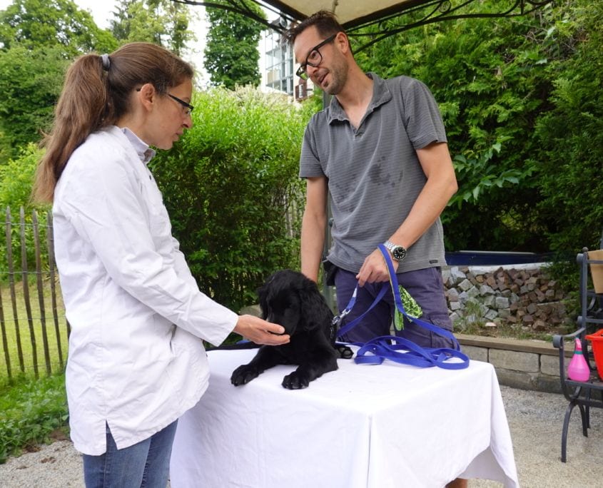 Hundeschule Willenskraft