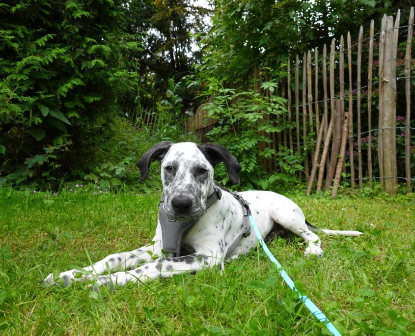 Hundetraining mit Welpen in der Hundeschule Willenskraft -Platz.
