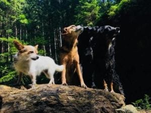 Hunde Nemeth
