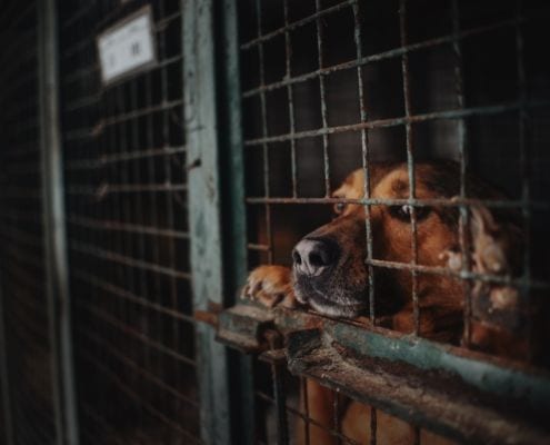 Hund aus dem Ausland Tierschutz