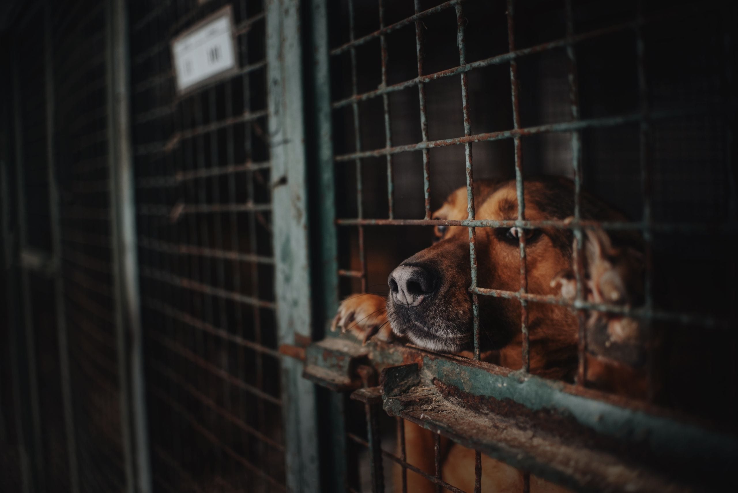 Hund aus dem Ausland Tierschutz