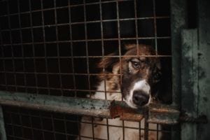 Tierschutzhund aus dem Ausland