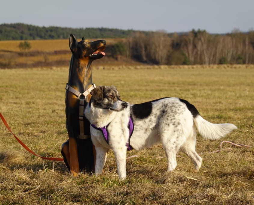 Hundeschule Willenskraft