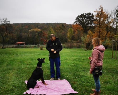 Hundeschule Willenskraft Thermenland Südburgenland