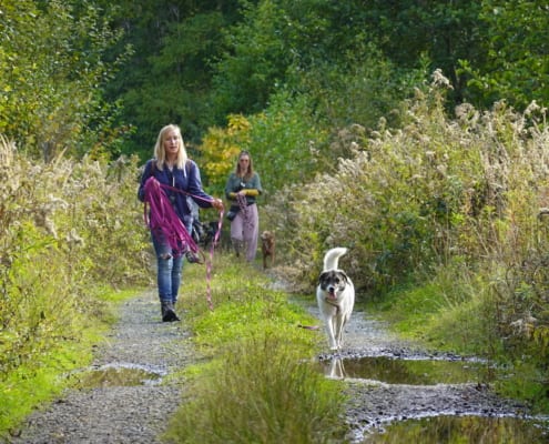 Hundeschule Willenskraft